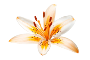 Orange flower isolated on a transparent background png