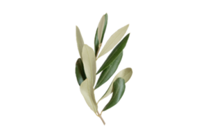 Green leaves isolated on a transparent background png