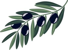 Olive branch with black berries and leaves vector