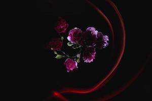A bouquet of purple carnations on the black background and a red light trace. photo