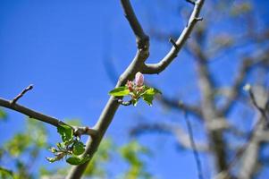 First blossom on an apple tree photo