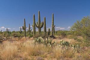 Saguaro Cactus Desert Scene photo