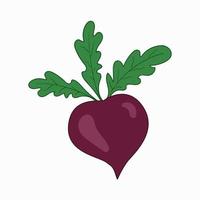 Beet. Vector icon. Harvest of vegetables. Color image isolated on white background. Farm and garden. Healthy food. Vegetarian