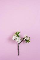 Apple tree branch with white flowers on a pink background with copy space. Flat lay composition. Spring concept photo