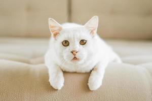 A white cat, who was sheltered with a sore eye, is lying on the couch photo
