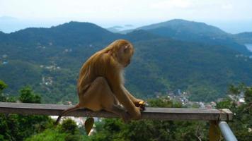 macaco su osservazione piattaforma vicino grande Budda di Phuket video