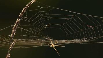 tela de araña en la luz de fondo temprano en la mañana nublada video