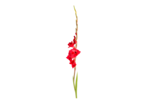 Red flower isolated on a transparent background png