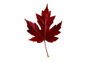 Red leaf tree isolated on a transparent background png