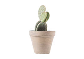 beige florero con cactus aislado en un transparente antecedentes png