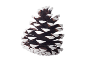 Castanho pinho cone isolado em uma transparente fundo png