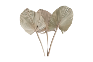 Dried palm leaves isolated on a transparent background png