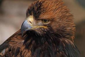 close up of Eastern imperial eagle photo