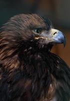 close up of Eastern imperial eagle photo