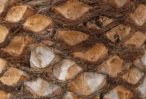 close up of pineapple tree trunk photo