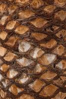 close up of pineapple tree trunk photo