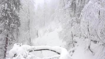 Flying through a winter fairy forest in winter foggy weather video