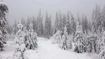 volante attraverso un' inverno Fata foresta nel inverno nebbioso tempo metereologico video