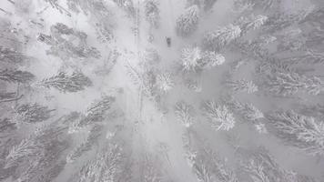 fliegend durch ein Winter Fee Wald im Winter nebelig Wetter video