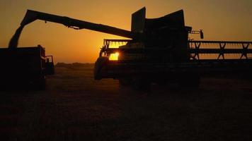 silhuett av kombinera tröskor häller ut vete in i de lastbil på solnedgång. skörd spannmål fält, beskära säsong video