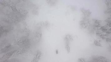 Flying through a winter fairy forest in winter foggy weather video