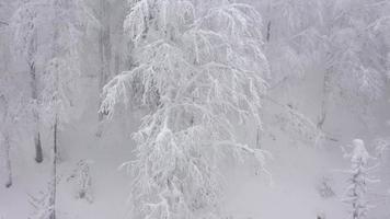 volador mediante un invierno hada bosque en invierno brumoso clima video