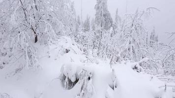 volante attraverso un' inverno Fata foresta nel inverno nebbioso tempo metereologico video