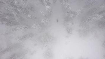 Flying through a winter fairy forest in winter foggy weather video