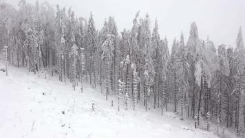 volante attraverso un' inverno Fata foresta nel inverno nebbioso tempo metereologico video