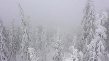 flygande genom en vinter- fe- skog i vinter- dimmig väder video