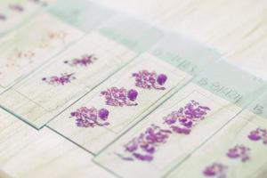 Stained tissue biopsy on glass slides in pathology laboratory photo