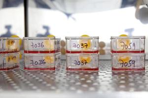 Cell culture flasks with blood samples in the incubator photo