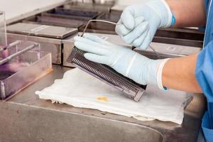 Scientist staining microscope slides for cytology studies in the laboratory. photo
