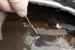 científico preparando un parafina incrustado pañuelo de papel para patología análisis. flotante método para incluido en parafina tejido. científico cosecha arriba el secciones sobre el microscopio diapositiva desde el agua. foto