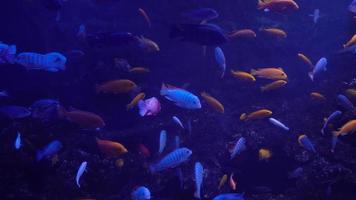 Bright fish swim in the aquarium video