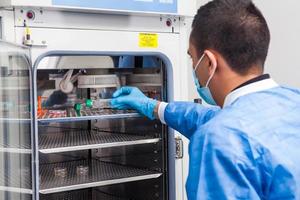 Young laboratory researcher introducing a cell culture flask into an incubator photo