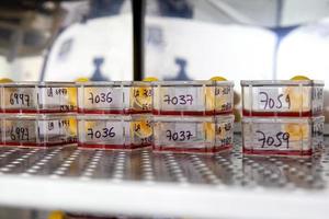 Cell culture flasks with blood samples in the incubator photo