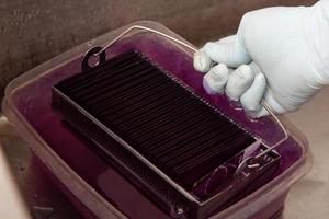 Scientist staining microscope slides for cytology studies in the laboratory. photo