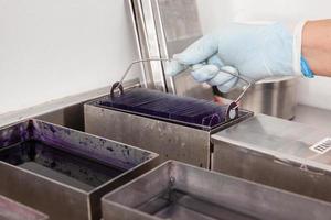 Scientist staining microscope slides for cytology studies in the laboratory. photo
