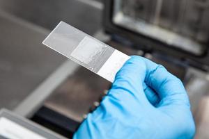 Scientist preparing slides for karyotipe and fluorescence in situ hybridization - FISH in the laboratory. Drying of the glue applied to the cover glass. photo