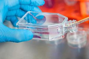 Scientist working with a cell culture flask under sterile hood at laboratory photo