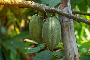 chocolate árbol Fruta es alargado colgando abajo el ramas y trompa, el superficie es bruto. el joven Fruta es verde a oscuro verde. maduro a amarillo amarillento rojo o rojizo púrpura, respectivamente. foto