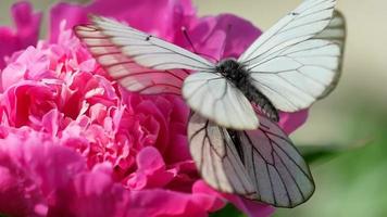 Aporien crataegi schwarz geädert Weiß Schmetterling Paarung auf Pfingstrose Blume video