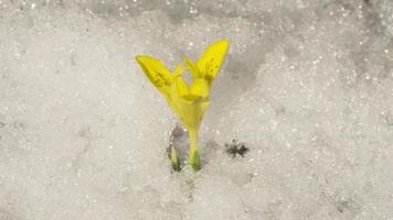 Zeitraffer, schmelzen Schnee und das Wachstum von Frühling Blumen im das Garten. Frühling Jahreszeit Konzept video