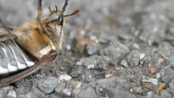 pode bug besouro cockchafer, melolontha vulgaris deita de costas e tenta rolar video