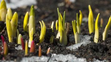 Plants growing under the snow. Snow is melting timelaps. Winter and spring. The awakening of nature in field, gardening video