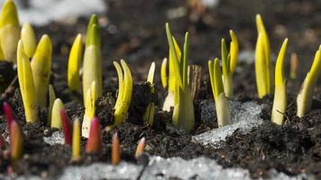 impianti in crescita sotto il neve. neve è fusione lasso di tempo. inverno e primavera. il risveglio di natura nel campo, giardinaggio video