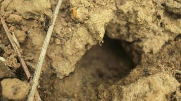 Close up film of ants moving in and out of a hole in the ground video