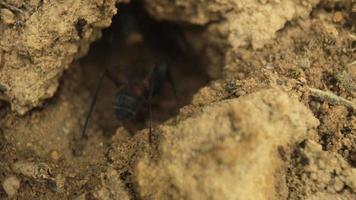 dichtbij omhoog film van mieren in beweging in en uit van een gat in de grond video