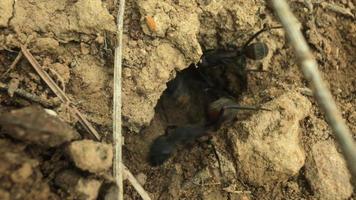 cerca arriba película de hormigas Moviente en y fuera de un agujero en el suelo video